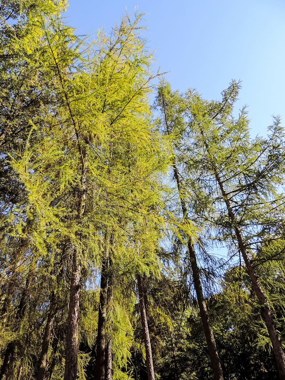 Forest, Tree, Blue Sky, Bottom, View, bottom view, plant, landscape HD wallpaper