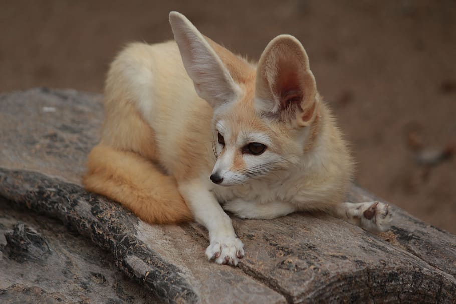 brown and white big ears animal on woo, Desert Fox, Cute, pets
