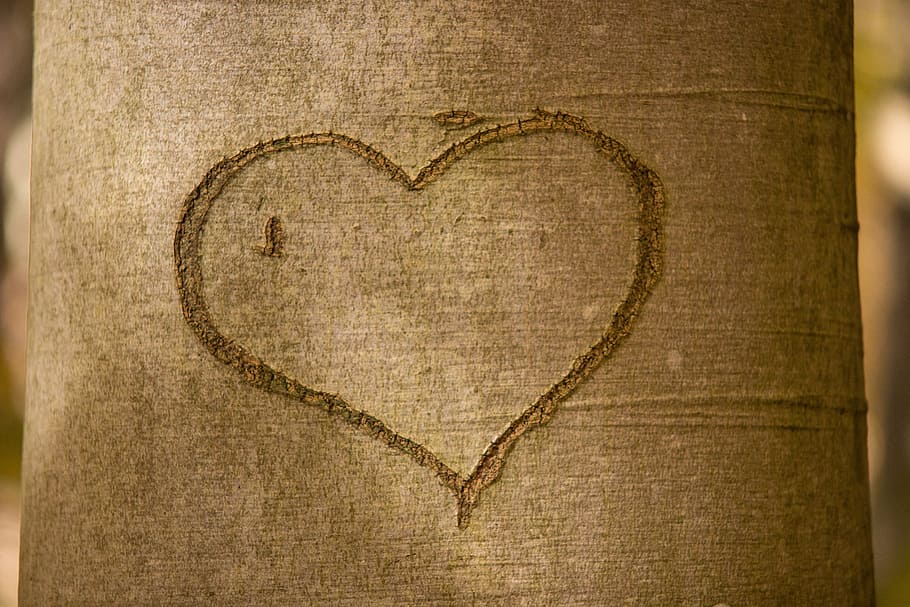 close-up photo of tree with heart engrave, tree bark, romance HD wallpaper