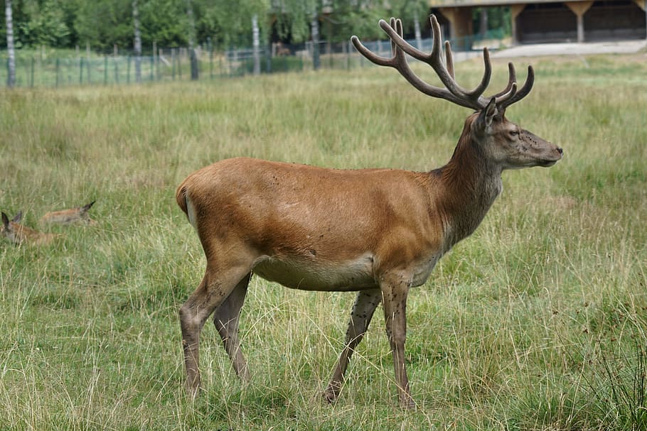 brown deer standing on grass at daytime, platzhirsch, red deer, HD wallpaper