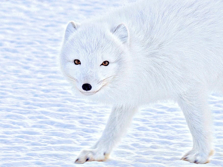 Arctic Foxtrot, snow wolf, animal, wild, dog, white, animal themes HD wallpaper