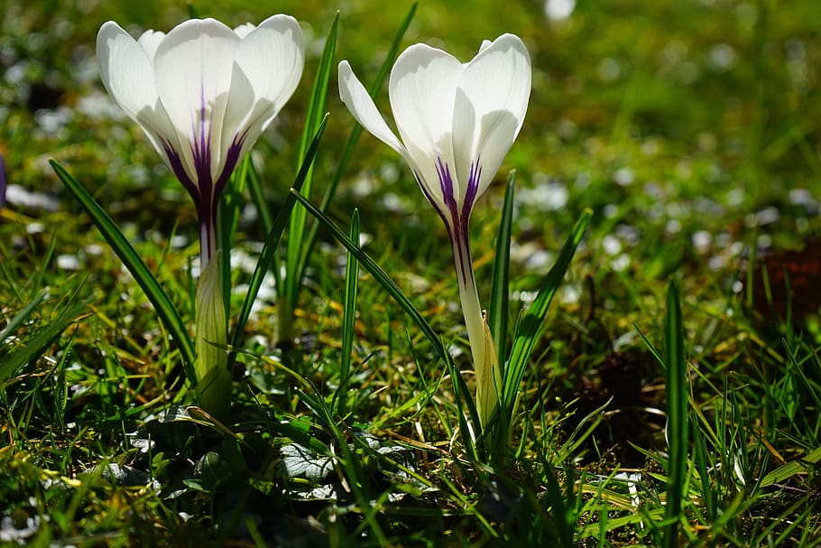 crocus, flower, spring, bühen, white, blossom, bloom, spring flower HD wallpaper