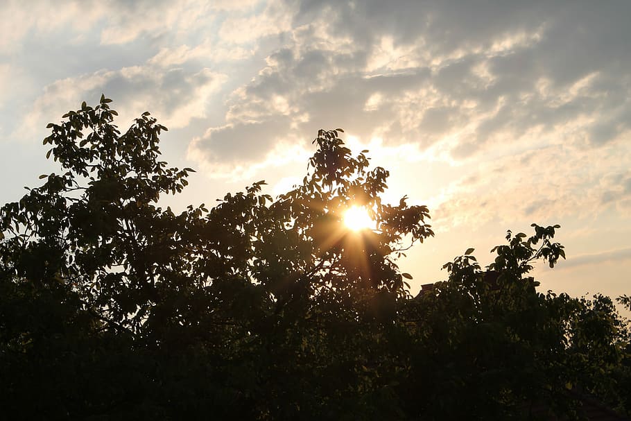 Sky, Sun, Tree, Nature, Cloud, Summer, cloudscape, sunlight HD wallpaper