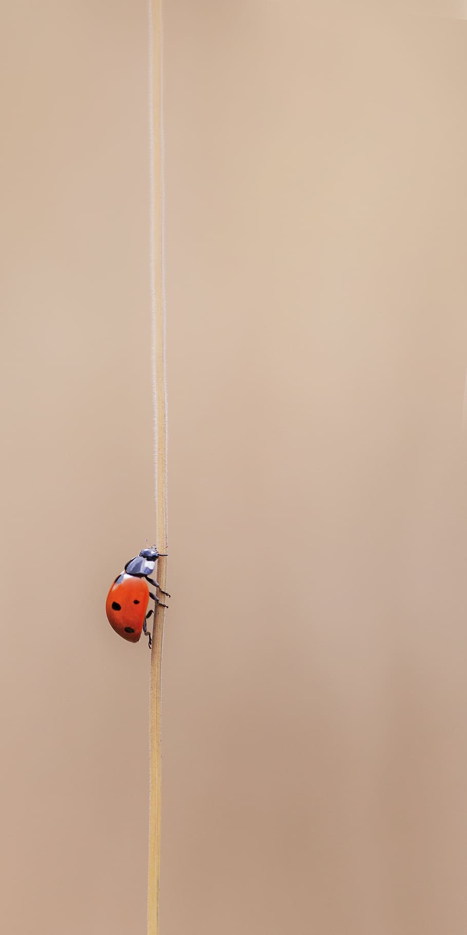 red ladybug on stick, dear heerbeestje, nature, forest, insects HD wallpaper