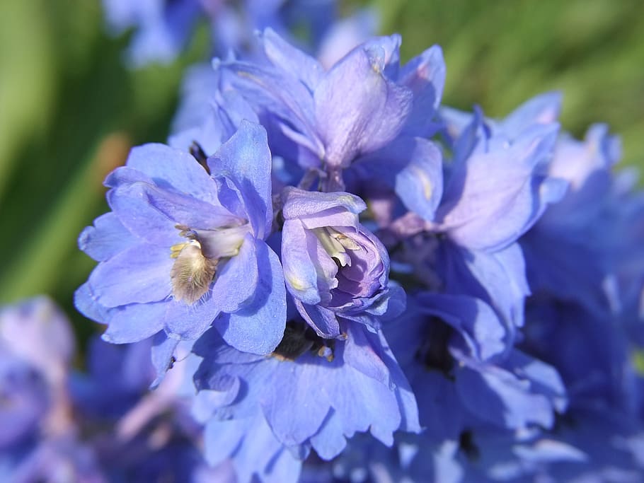 blue, flower, delphinium, flowering plant, fragility, vulnerability HD wallpaper