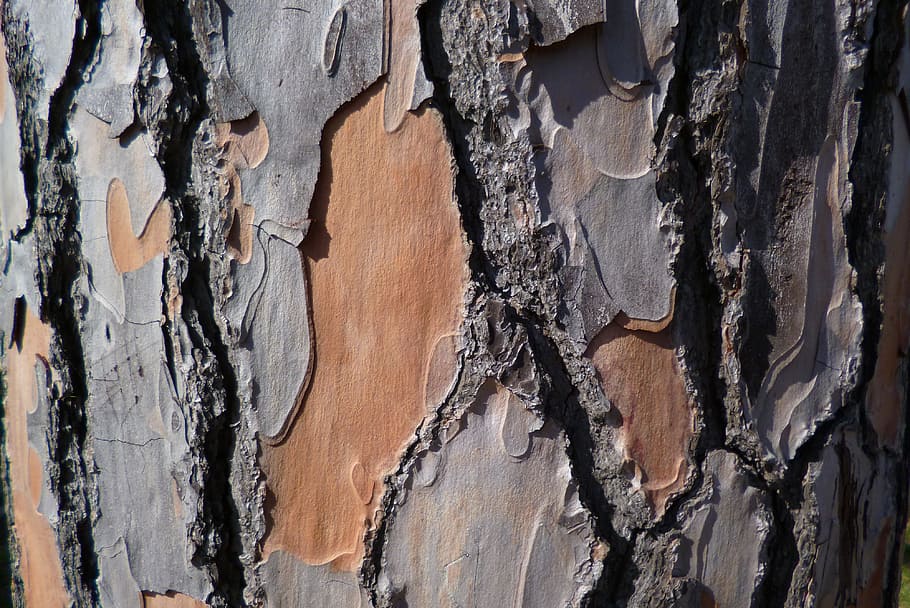 HD wallpaper: Pine, Bark, Tree, Genus, pine bark, pine genus, mediterranean  pine