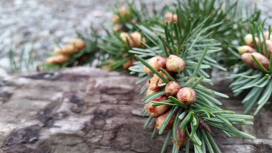 tree, nature, branch, needle, flora, pine, closeup, desktop HD wallpaper