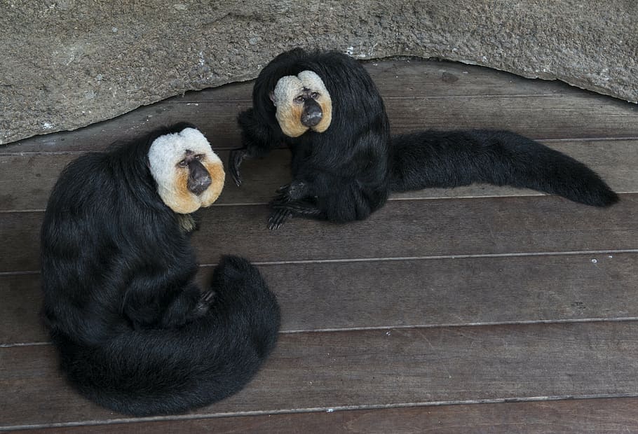 monkeys, saki, captivity, primates, animals, hairy, white face HD wallpaper