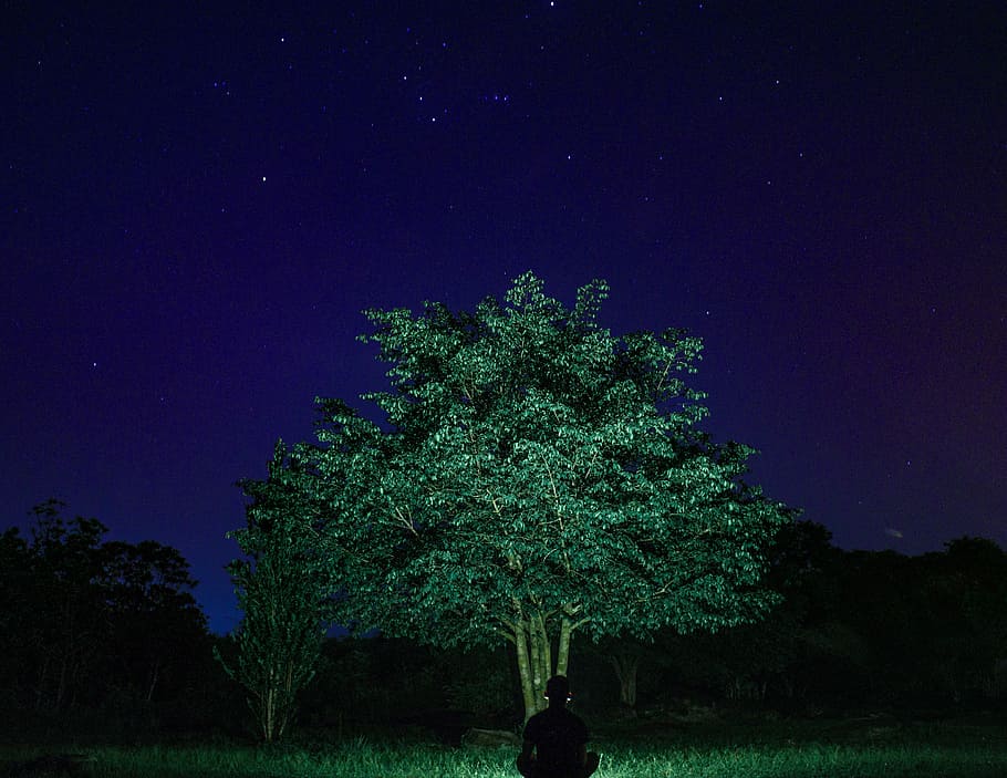 photography of green leaf tree during nighttime, green tree, sky HD wallpaper