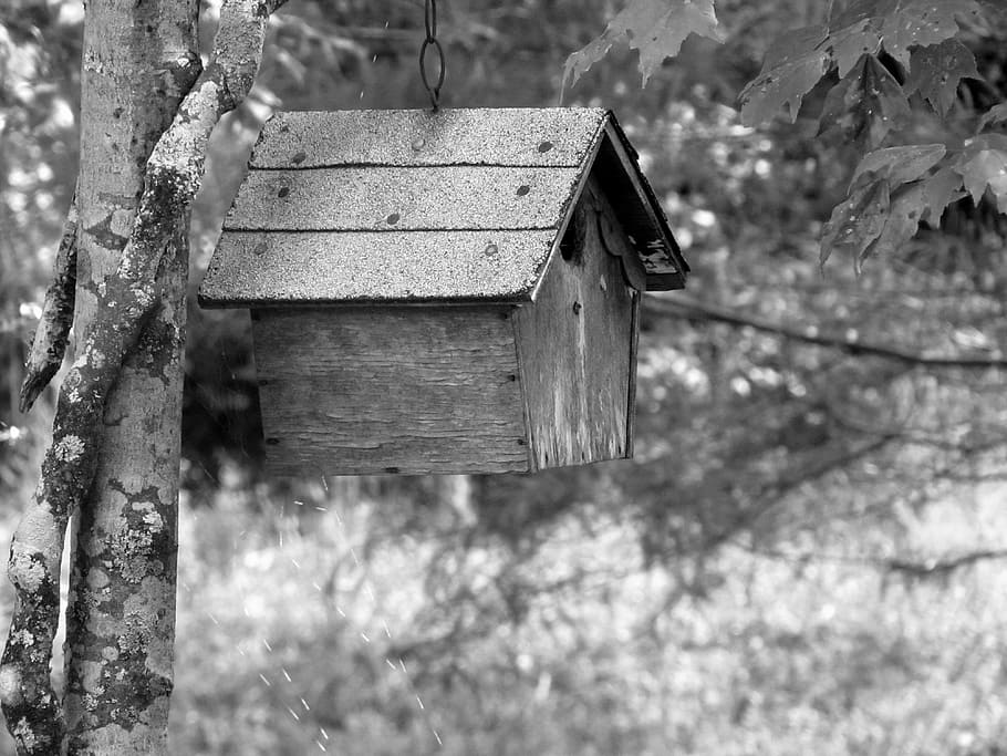 Birdhouse, Nesting, Wood, Outdoors, black and white, focus on foreground HD wallpaper