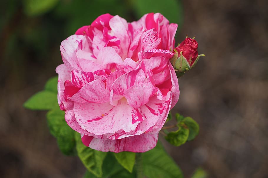 Blossom, Bloom, Flower, Pink, rose, bud, white, nature, plant HD wallpaper