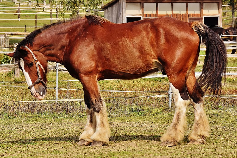 brown horse, shire horse, big horse, ride, reitstall, coupling, HD wallpaper