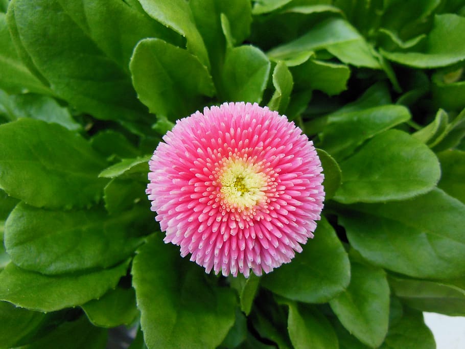 plants, flowers, spring, daisies, red, white, pink, flower market HD wallpaper