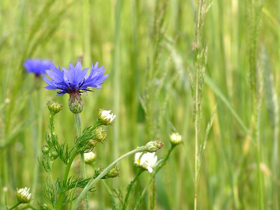 cornflower, flowers, summer, village, wildflowers, blue, blue flowers HD wallpaper