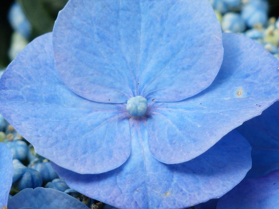 Hydrangea, Flower, Blossom, Bloom, blue, greenhouse hydrangea HD wallpaper