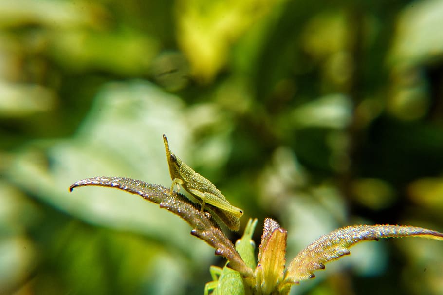 insects, macro, microphotographing, biology, evolution, garden HD wallpaper
