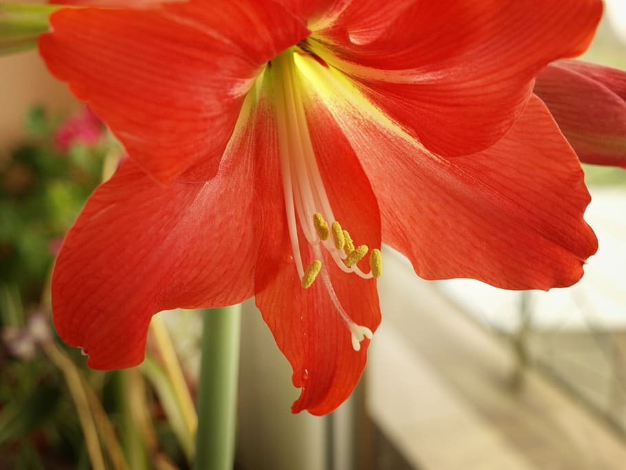 lily, flower, macro, red, bokeh, flowering plant, petal, fragility HD wallpaper