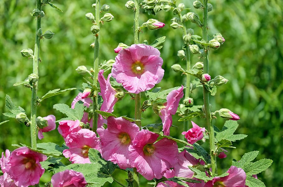 flower arrangement, stock rose, mallow, flowers, pink, bud, garden, HD wallpaper