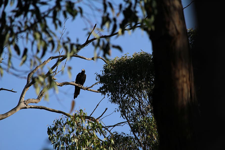eagle, wedge, tail, wedgetail, perched, tree, gum, gumtree HD wallpaper