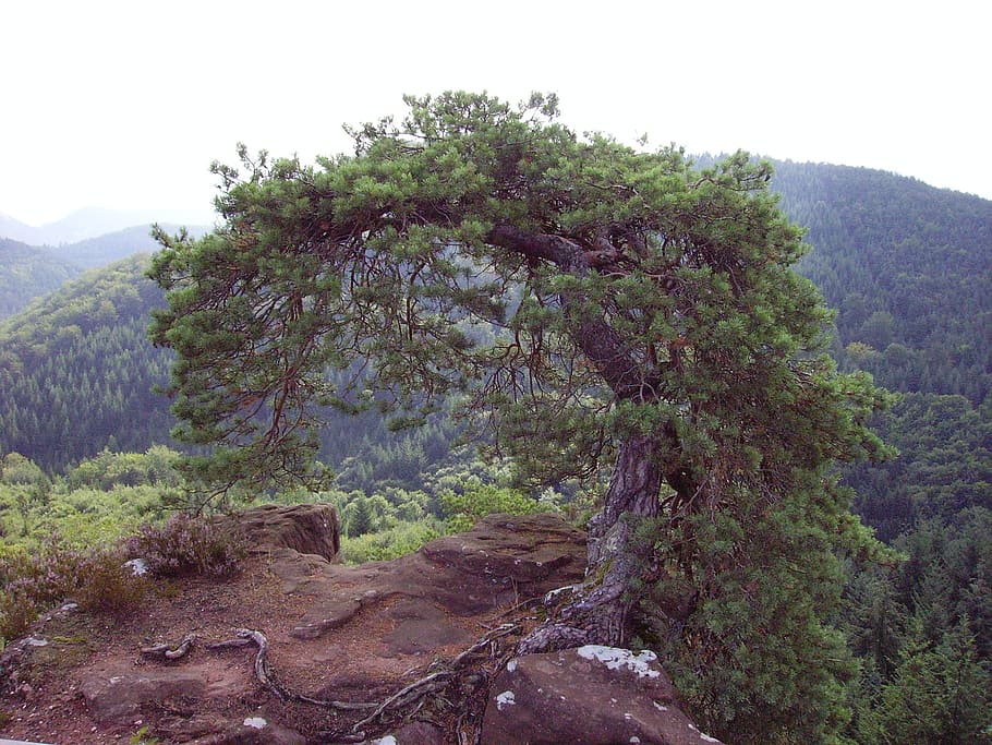 pine, tree, palatinate, sand stone, rock, plant, beauty in nature HD wallpaper