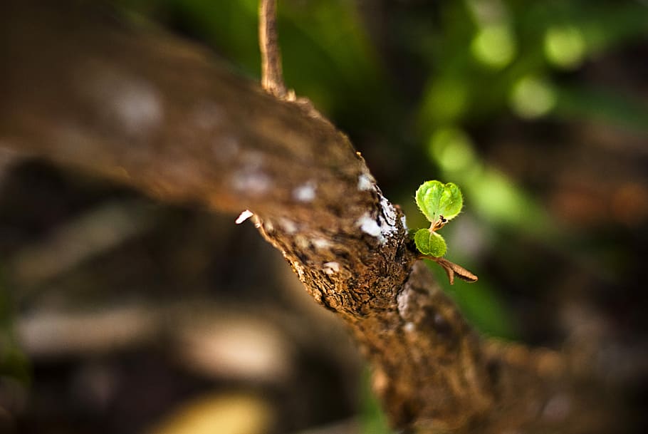 shallow focus photography of brown tree branch, green leafed tree tilt shift photography HD wallpaper