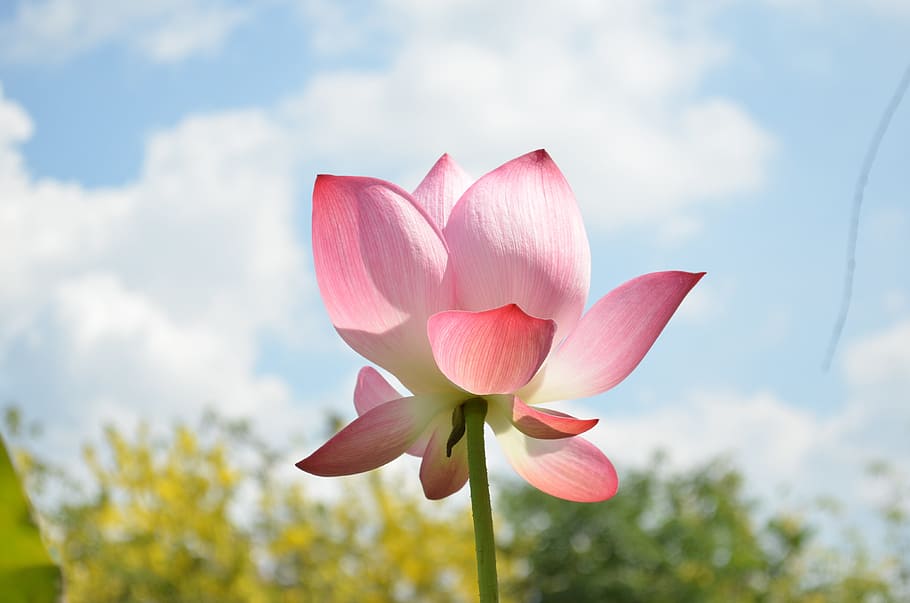 pink lotus flower in close up photography, sky, flowering plant HD wallpaper