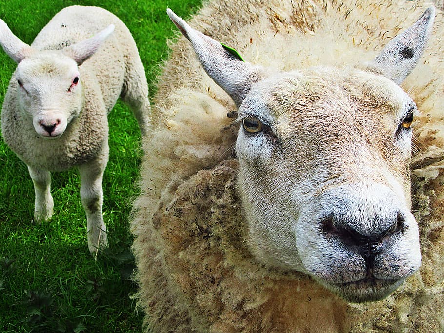 sheep, lamb, lambs, animals, meadow, green, spring, netherlands HD wallpaper
