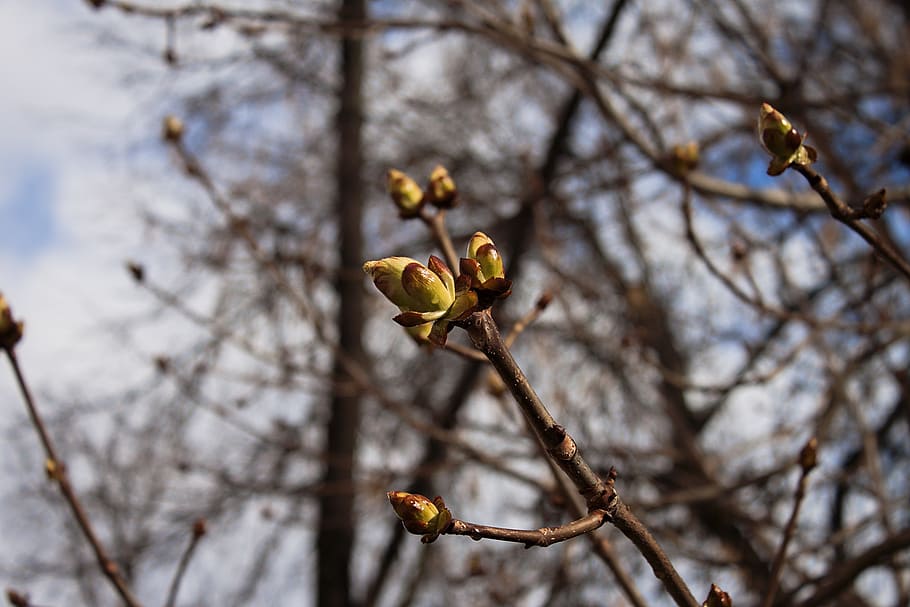 spring, nature, branch, plant, tree, flower, focus on foreground HD wallpaper