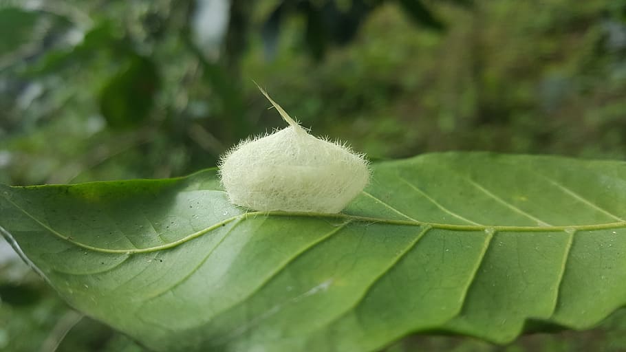 leaf, nature, plant, environment, egg of butterfly, plant part HD wallpaper
