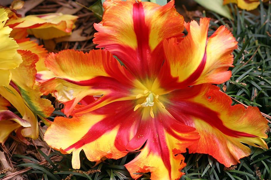 flower, red, orange, yellow, nature, floral, plant, summer HD wallpaper