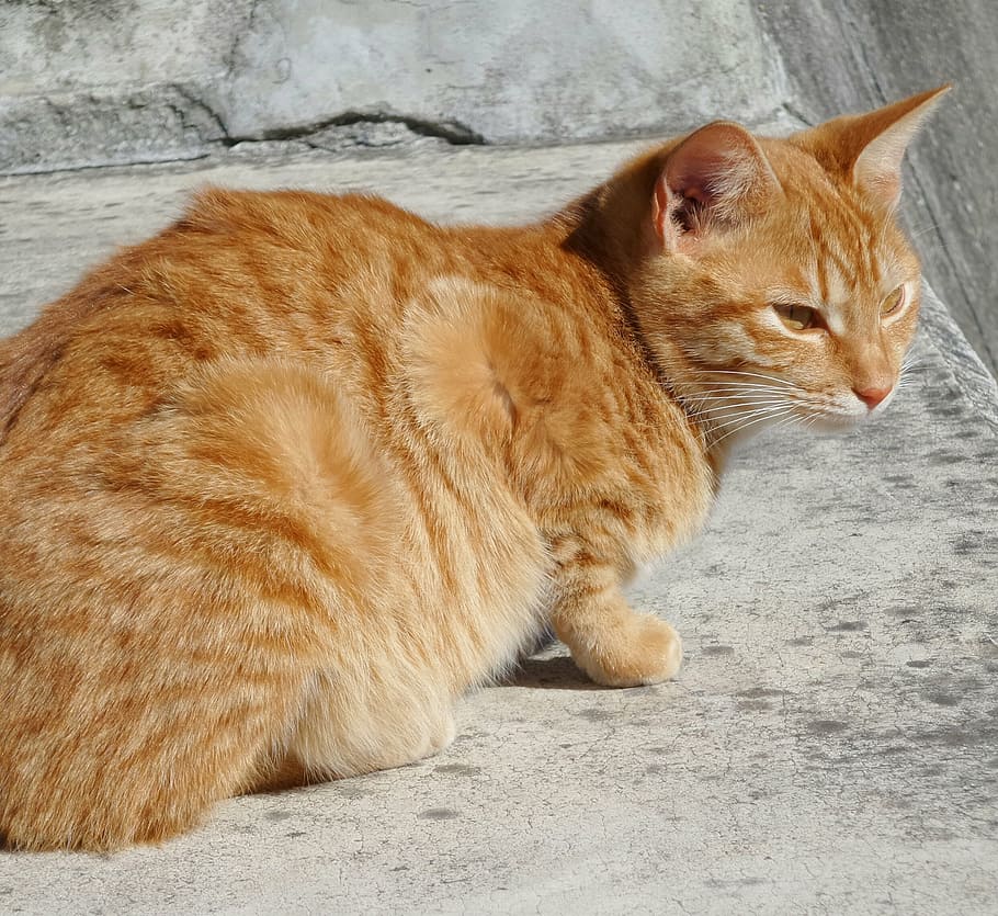 cat, red, concrete, wild, rest, watch, watching, resting, domestic cat HD wallpaper