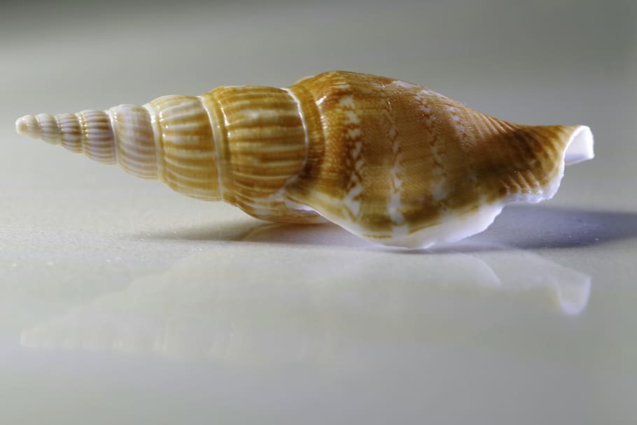 Seashell, Spiral, Scallop, Macro, snail, sharp, brown, reflection HD wallpaper