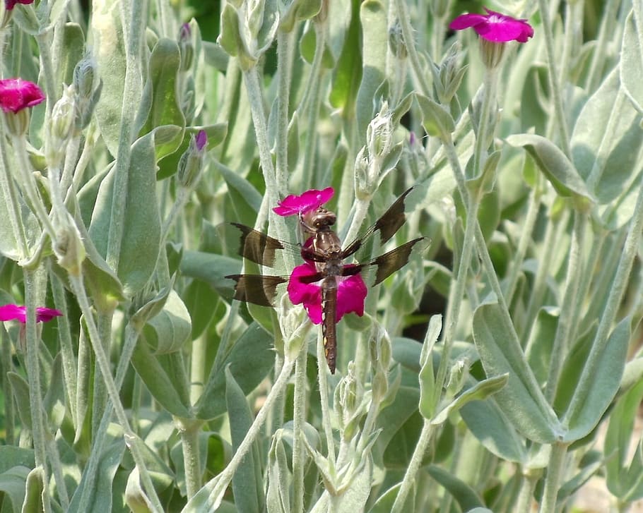 Dragonfly, Insect, Bug, Wing, summer, wild, garden, fragility HD wallpaper