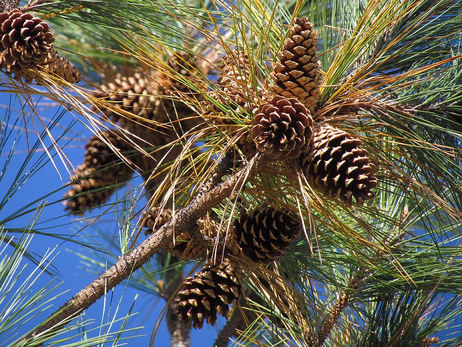pine cones, tree, evergreen, spruce, pinecones, branch, plant HD wallpaper