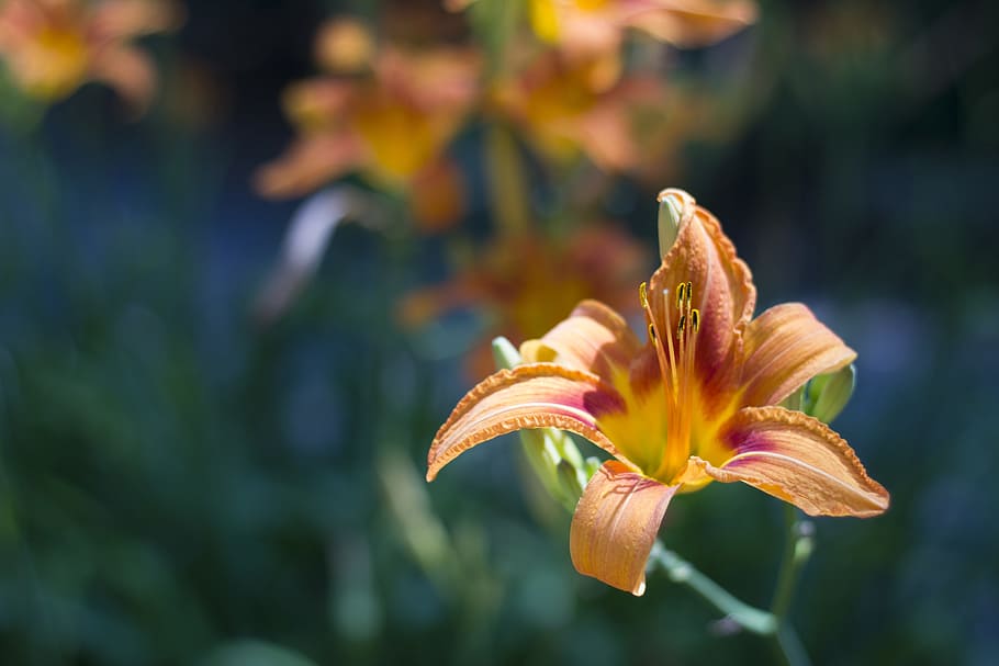 Dragon, Lily, Orange, Spring, Bloom, dragon lily, summer, blossomed HD wallpaper