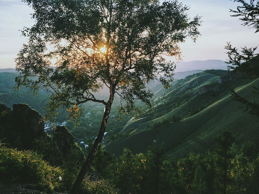 green leafed tree on mountain, tree on mountain with sun rays HD wallpaper