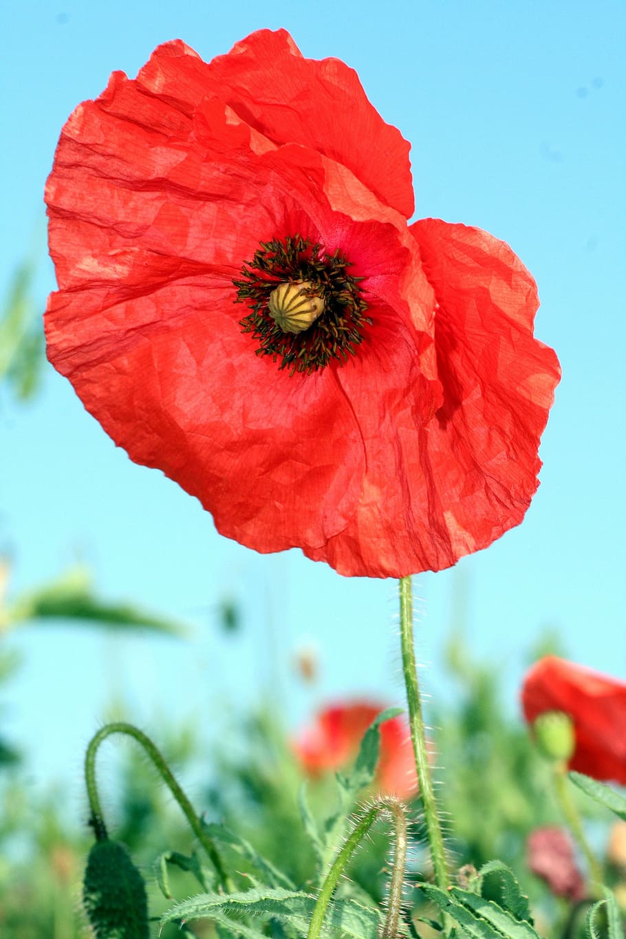 poppy, flower, red, fields, spring, flora, nature, botany, petals HD wallpaper