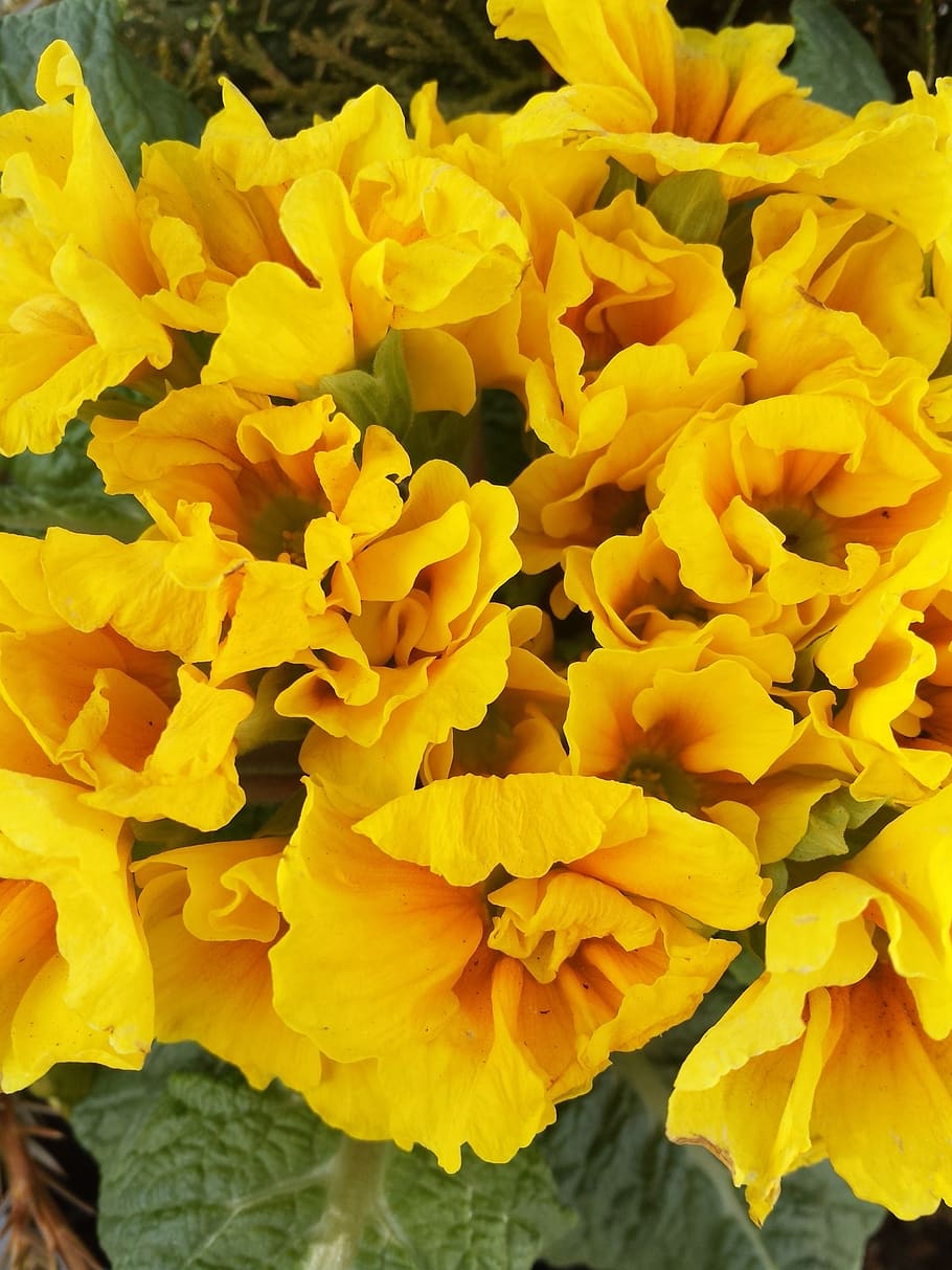 primula, spring, spring flowers, yellow, easter, flowering plant HD wallpaper