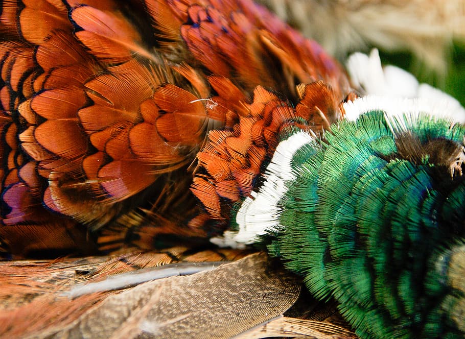 pheasant, cock, game, feathers, animal themes, close-up, no people HD wallpaper