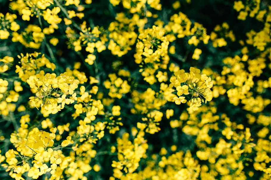 Rape field on a sunny day, summer, flower, yellow, background HD wallpaper
