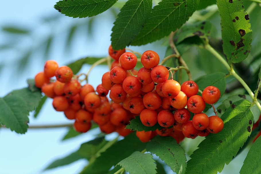 rowan, bush, tree, branches, fruit, red, berries, balls, nature HD wallpaper