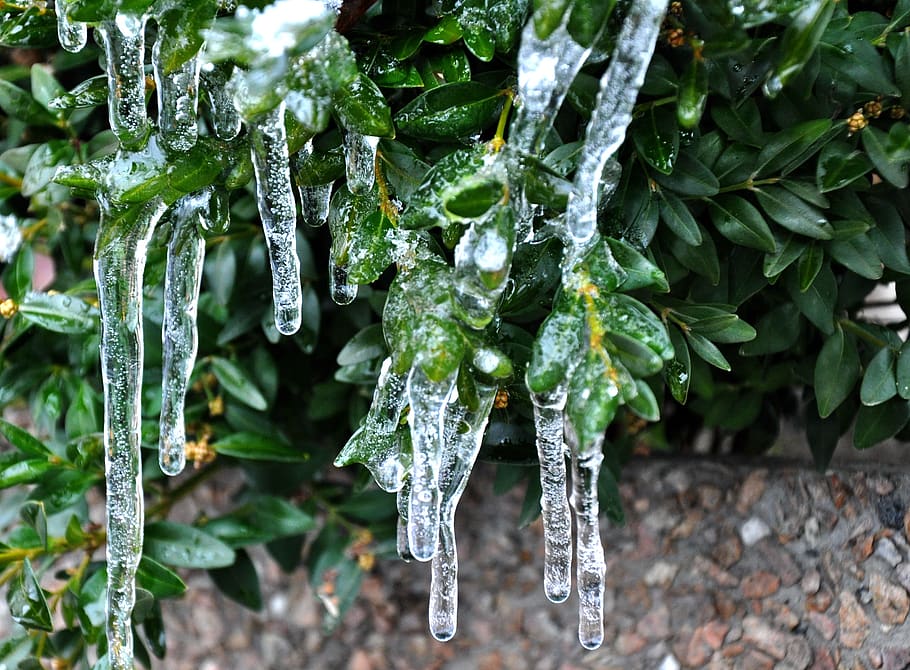 spring, ice, cold, nature, close-up, plant, drop, cold temperature HD wallpaper