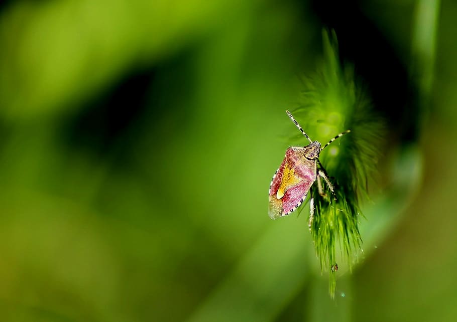 insect, summer, macro, garden, nature, bug, one animal, animals in the wild HD wallpaper
