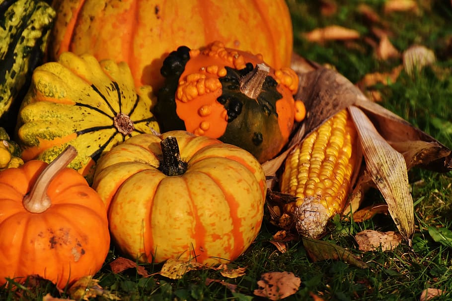 pumpkins and corn on green grass, decorative squashes, nature HD wallpaper