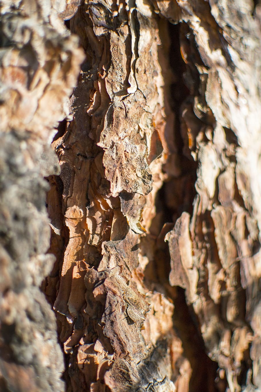bark, texture, ponderosa, pine, natural, nature, pattern, rough HD wallpaper