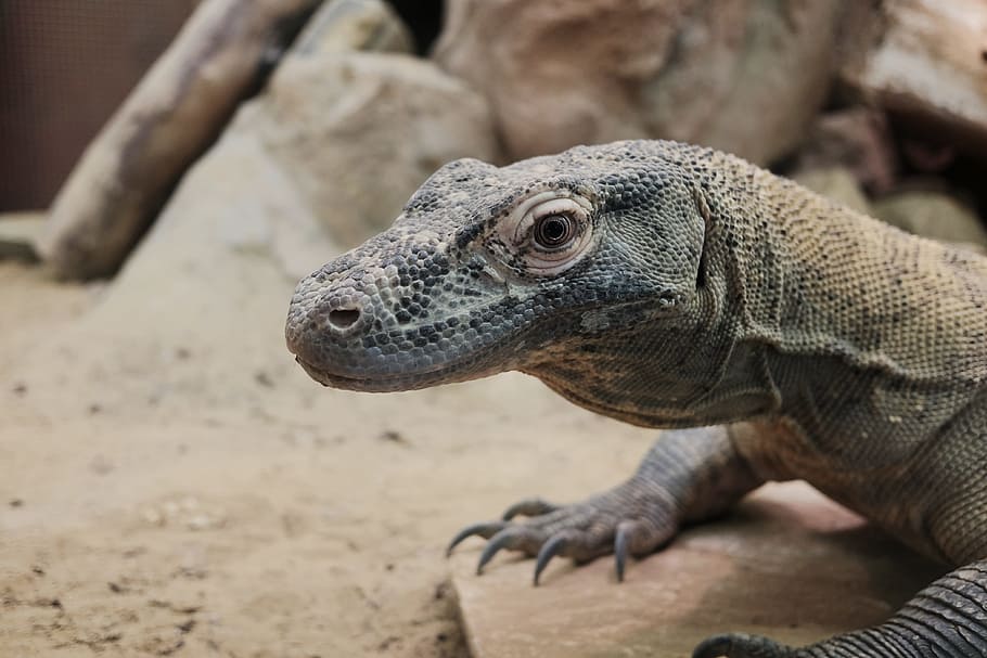 Monitor Lizard, Reptile, Animals, nature, zoo, one animal, animals in the wild HD wallpaper