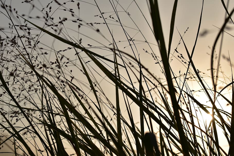 grass, grasses, nature, back light, sunrise, landscape, green HD wallpaper