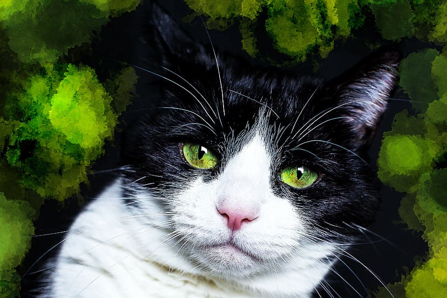 shallow focus photography of bicolor cat, black, white, green HD wallpaper