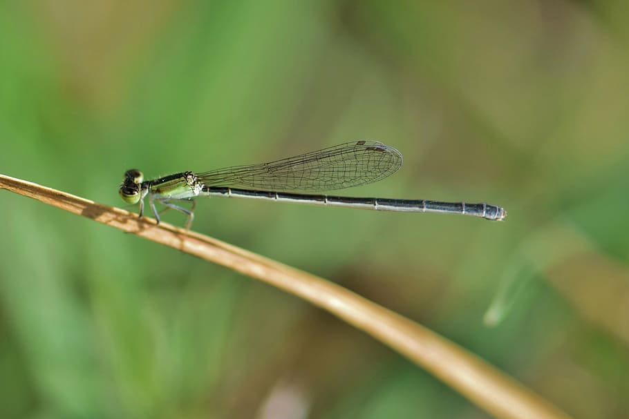 damselfly, insect, insectoid, winged, bug, flying insect, winged insect HD wallpaper