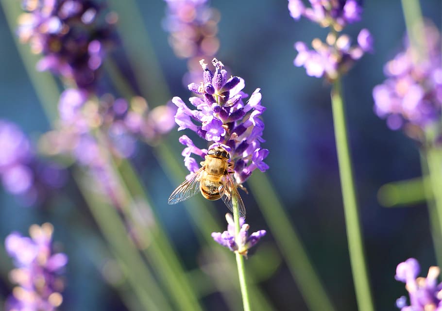 bee, nectar, lavender, blooming lavender, lavender fragrance HD wallpaper